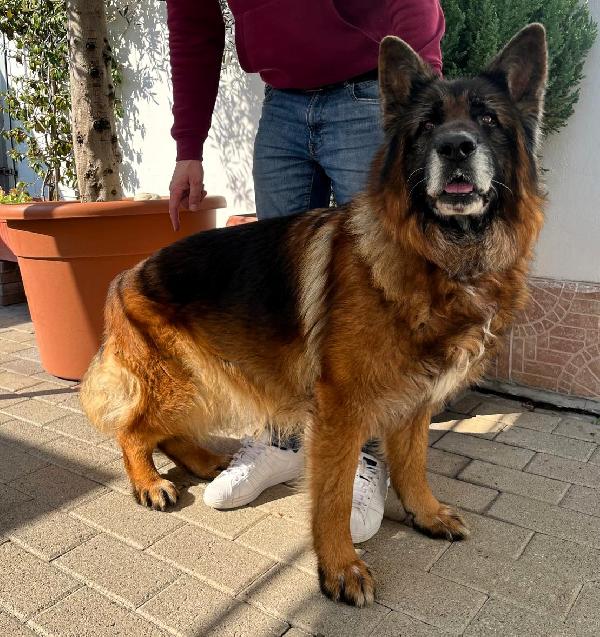 EROS PASTORE TEDESCO Foto 2